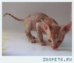 Корниш-рекс кудрявые котята