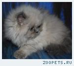 Персидские котята