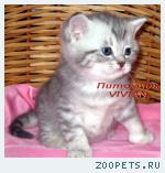 Британские котята вискас из питомника VIVIAN.