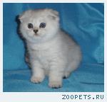 Шотландские котята (фолд и страйт)