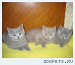 ПРОДАЮТСЯ БРИТАНСКИЕ КОТИКИ
