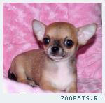 Чихуахуа щенки