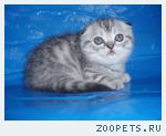 Шотландские вислоухие котята!