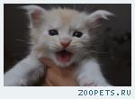Мейн куны котята из питомника