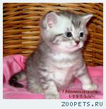 Британские котята вискас из питомника VIVIAN.