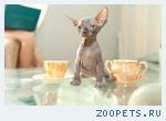Котята сфинксы