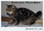 Мраморный экзотический котик