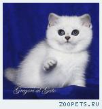 Британские серебристые шиншиллы - плюшевые синеглазки