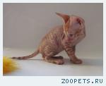 Корниш-рекс клубные котята