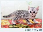 Бенгальские котята