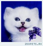 Британские котята Серебристые шиншиллы шоу-класс