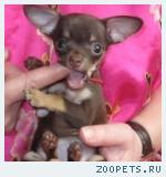 Русский той терьер-щенки мини