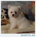 Шпиц белого окраса