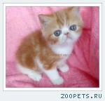 Экзотический плюшевый  котенок - КОШЕЧКА