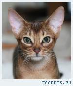 Абиссинские котята из питомника