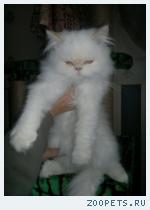 Продается перс, белый, котик, 3.5 месяца
