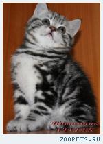 Британские котята мраморного окраса из питомника VIVIAN.