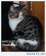 Экзотический котик Амулет