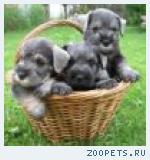 Цвергшнауцер щенки продажа
