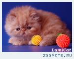 Персы и экзоты из питомника Lumicat.
