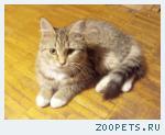НАЙДЕНА КОШКА
