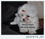 Купить щенка мальтезе, мальтийской болонки мини и стандарт