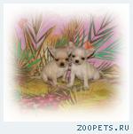 Чишки-мини мальчишки