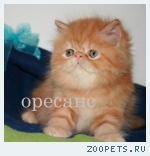 Персидские котята-это " Облачко в ладонях "