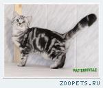 Британский мраморный котик