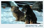 Отдам в хорошие руки