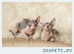 Котята сфинксы