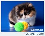 Персы и экзоты из питомника Lumicat.