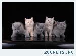 Британские клубные котята