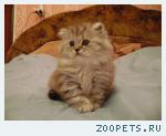 Котенок-котик шотландский хайленд.