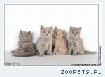 Котята британские плюшевые голубые, лиловые, черные.