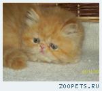 Персидский котик-рыжик