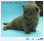 Британские котята