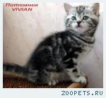 Британские котята мраморного окраса из питомника VIVIAN.