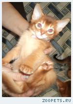 Абиссинские котята из питомника