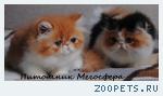 Персидские котята