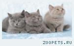 Британские котята голубого и лилового окраса