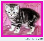 Британские котята мраморного окраса из питомника VIVIAN.