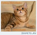 Британские котята драгоценного окраса