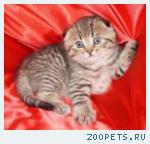 Шотландские вислоухие и прямоухие котята