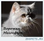 Персидские и экзотические котята