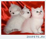 Британские котята серебристые шиншиллы, голубые, вискас, лиловые