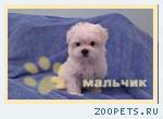 щенки мальтез