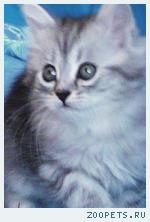 Продаю шотландских котят