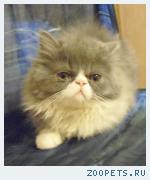 Персидские котята