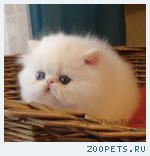 персидский котенок-девочка-разноглазая